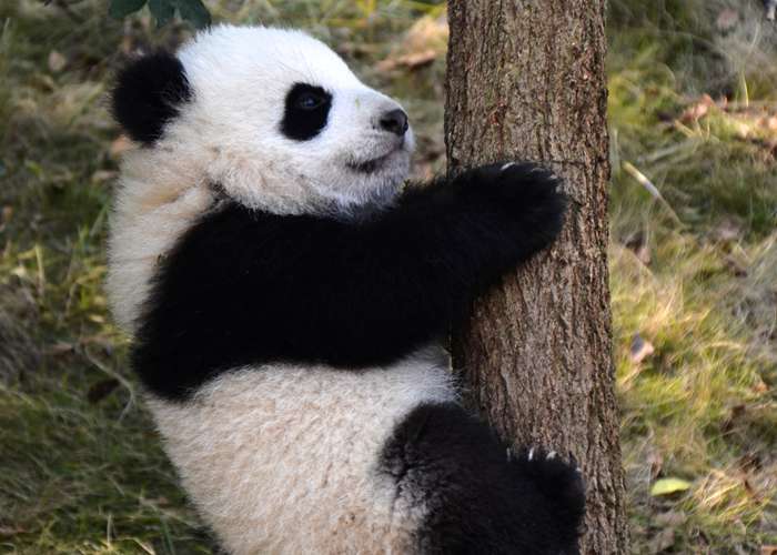 成都租辆九座蓝牌商务车，解锁一家老小的松弛感之旅-第1张图片-成都租车公司